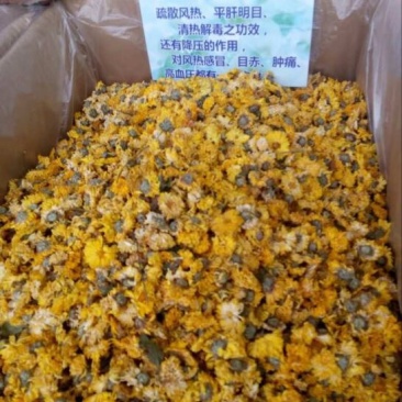 怀菊花散装