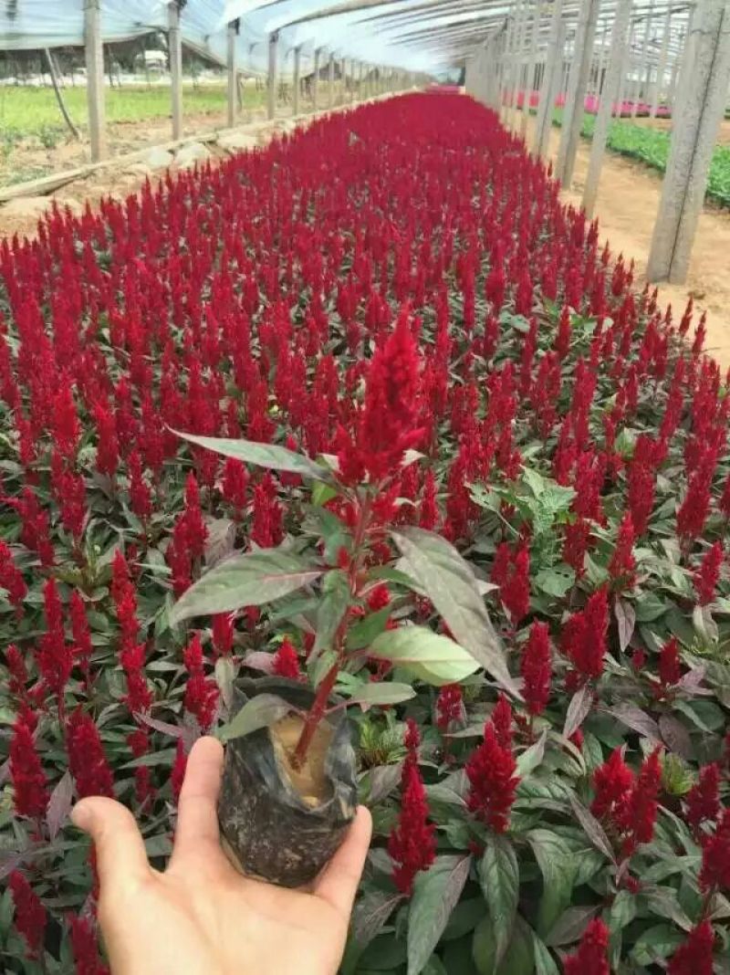 一串红
