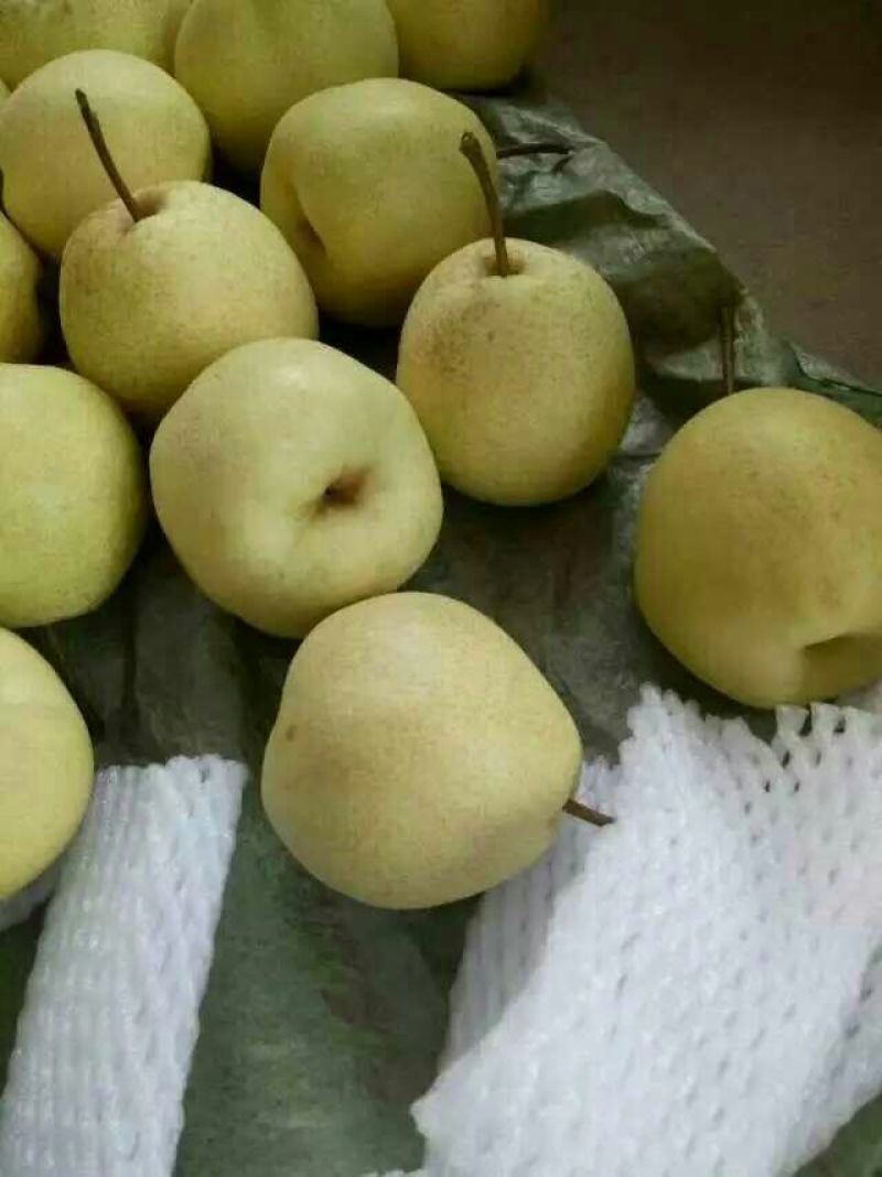 酥梨