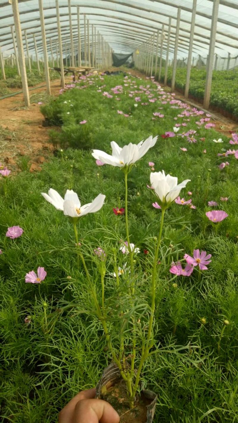 长春花价格长春花供应长春花
