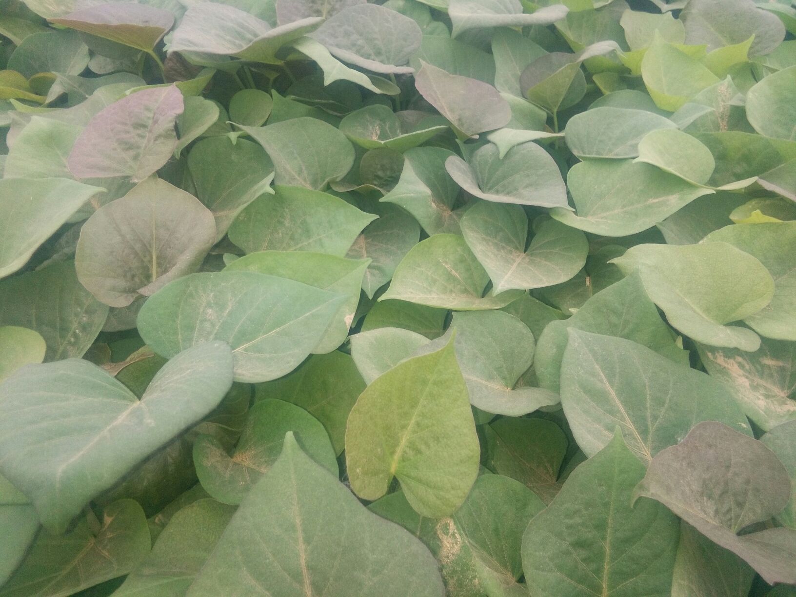 烟薯25山东德州夏津县_批发_供应-一亩田农业