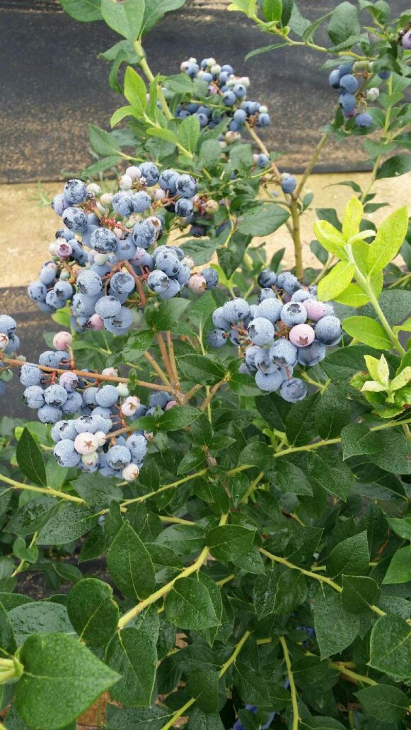 蓝莓鲜果12~14mm以上