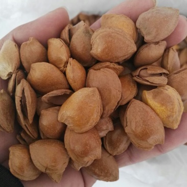 杏仁一级