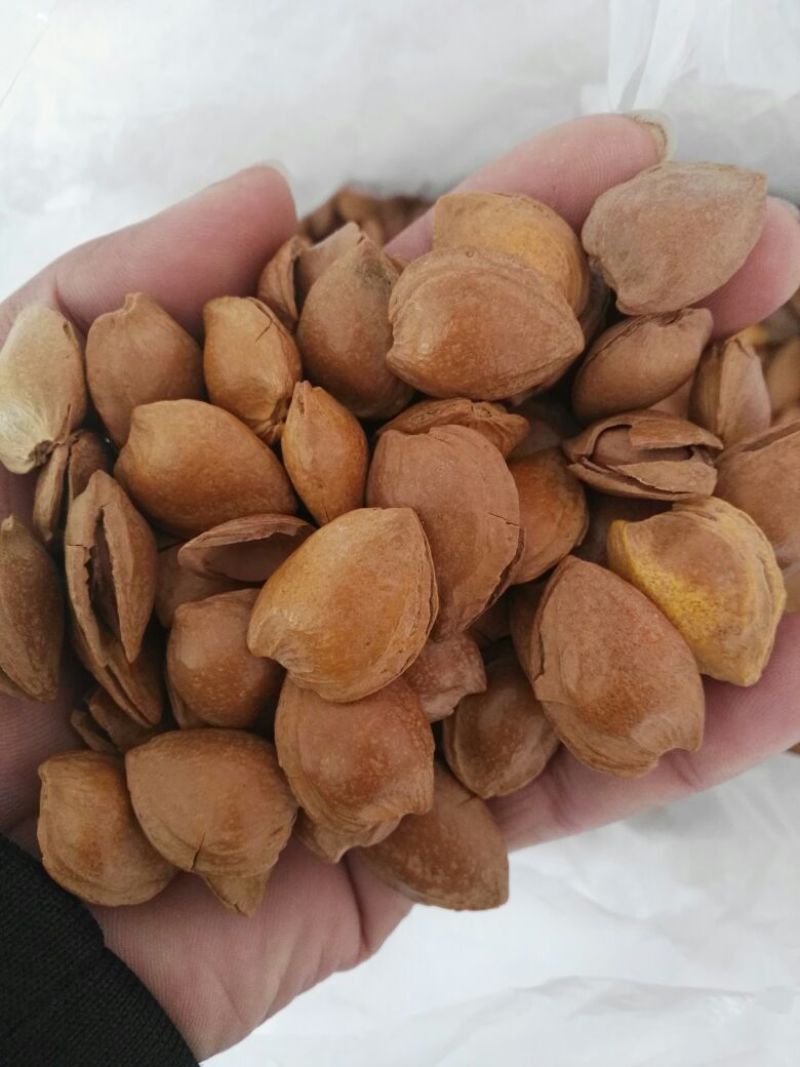 杏仁一级