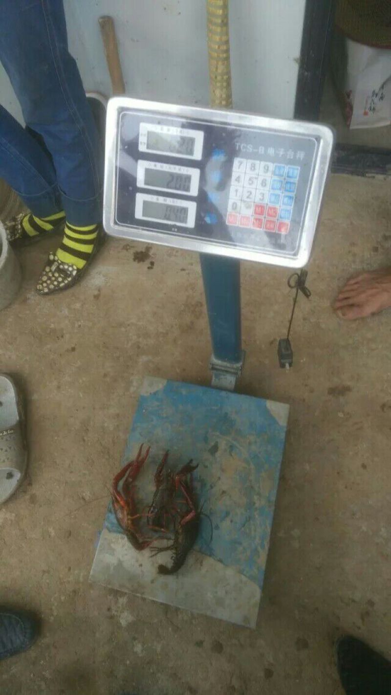 罗氏沼虾食用6~8钱活虾