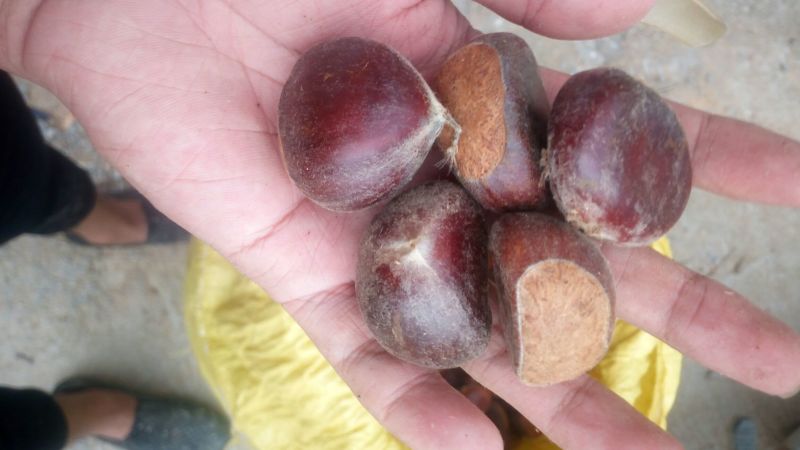 野生板栗炒栗种中栗