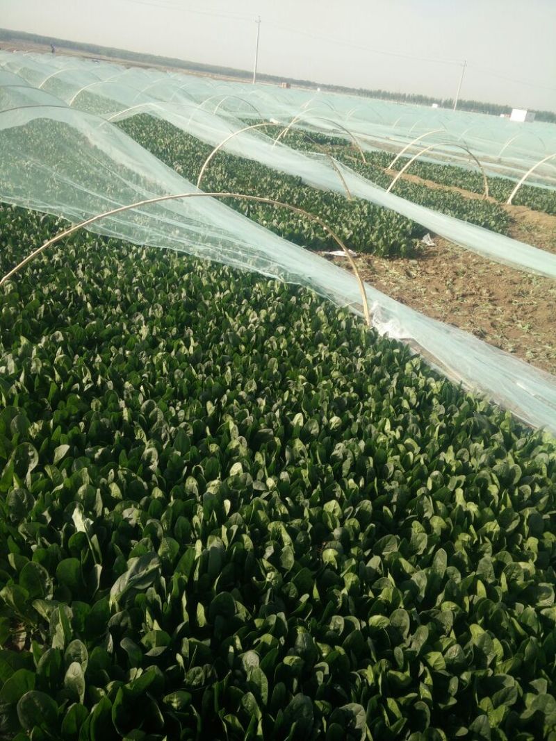 大叶菠菜25~30厘米