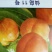 山东烟台专业批发实生桃树苗