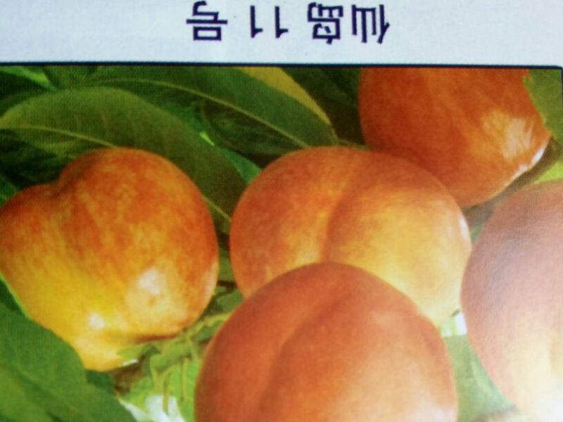 山东烟台专业批发实生桃树苗