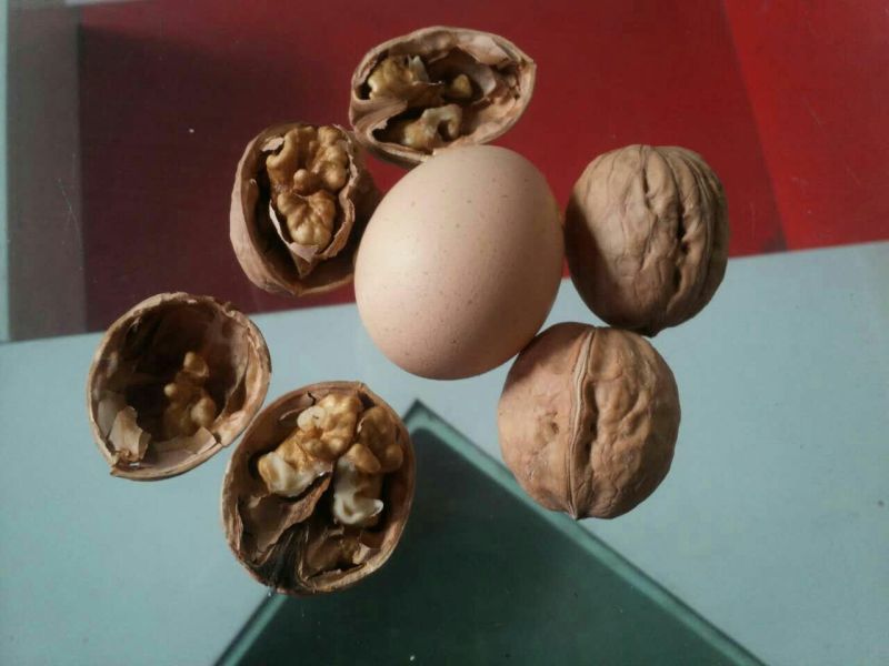 香玲核桃30mm以上去皮干