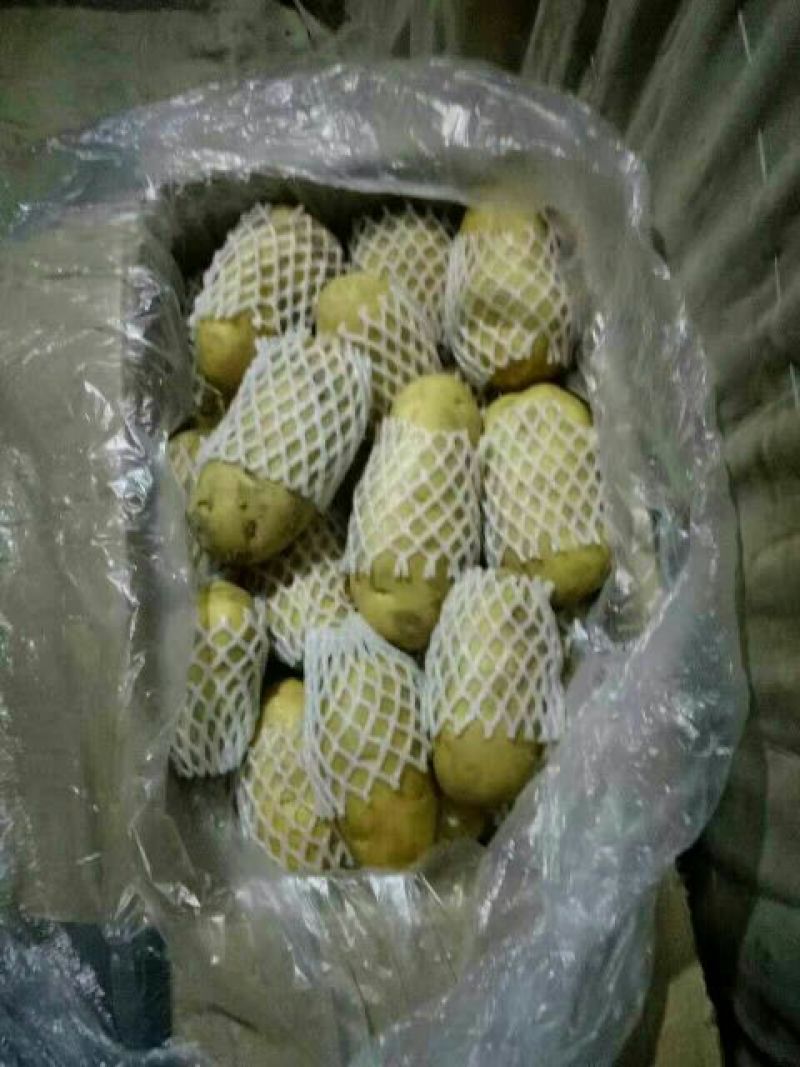 荷兰十五土豆3两以上个头大，颜色亮，薯型好，保鲜好