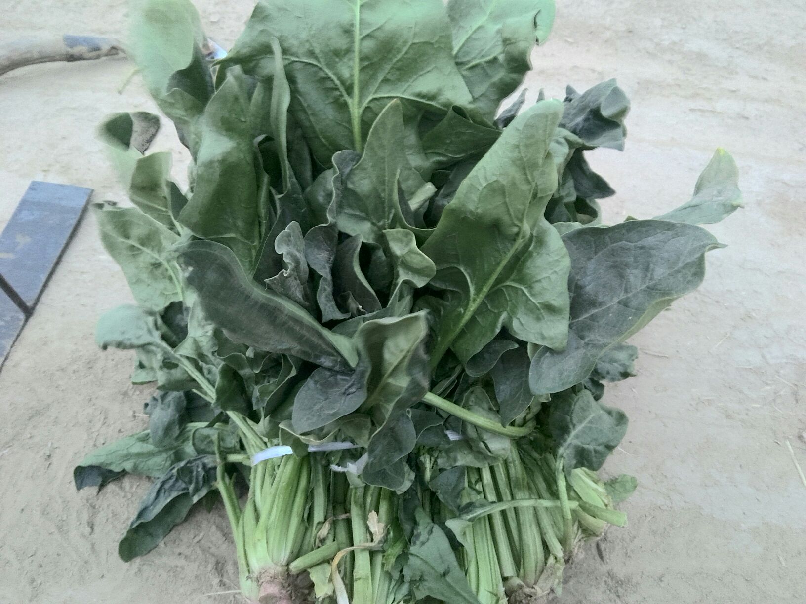 大叶菠菜山东菏泽牡丹区_批发_供应-一亩田农