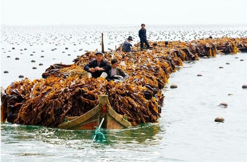 新鲜霞浦海带竹竿菜产地直发欢迎大家采购