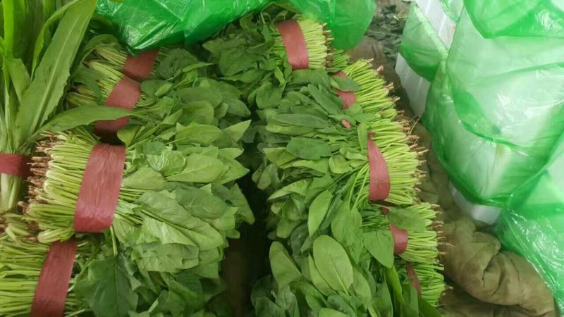 大叶菠菜20~25厘米