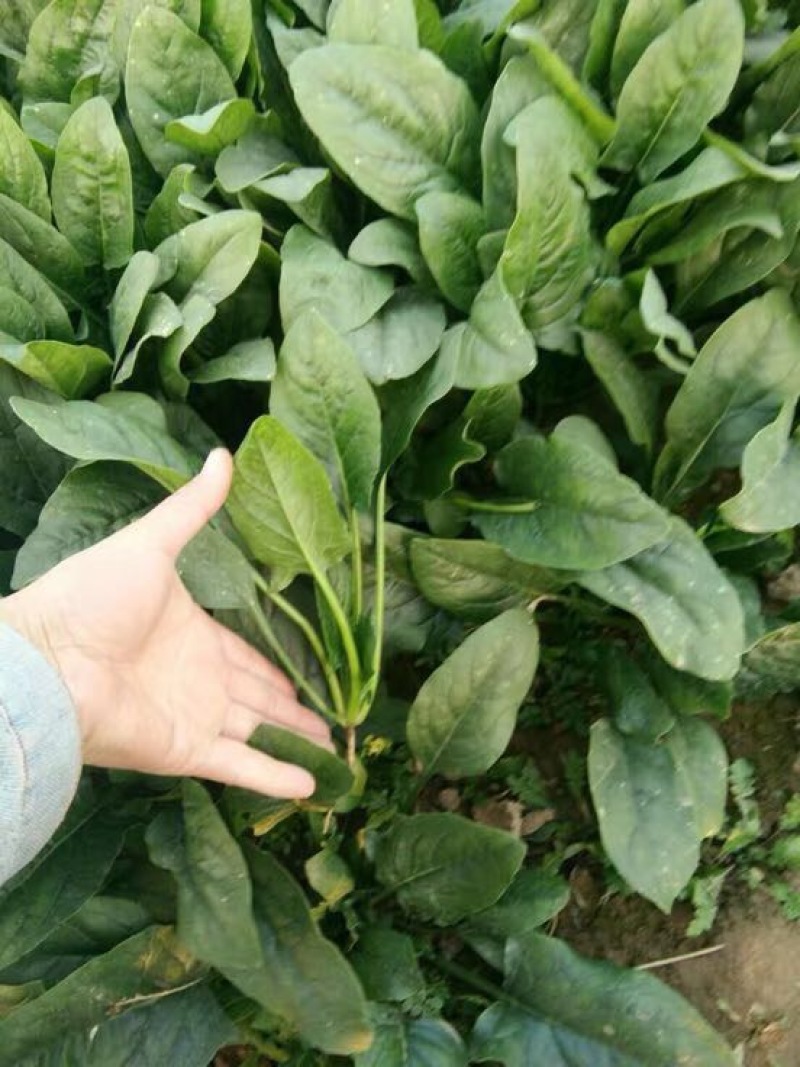 菠菜