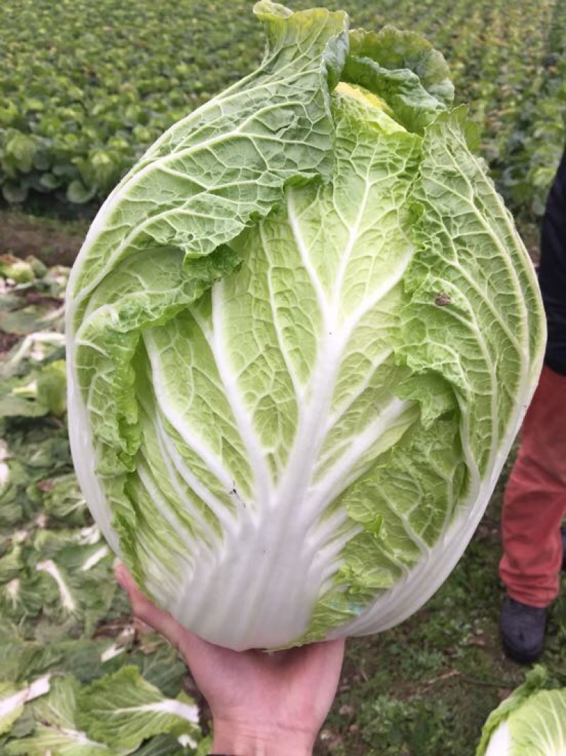 白菜黄心大白菜一级子弹头