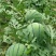 西瓜10斤打底8成熟1茬精品甜王嚷口好甜度高