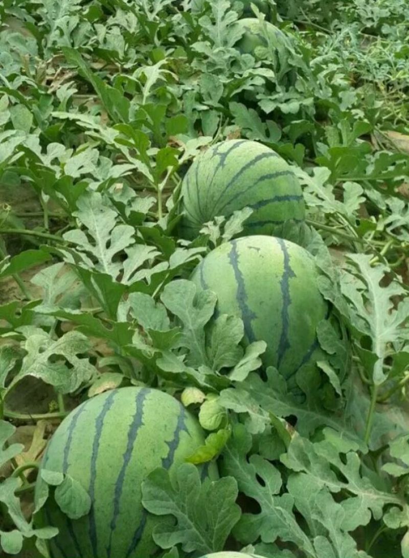 西瓜10斤打底8成熟1茬精品甜王嚷口好甜度高