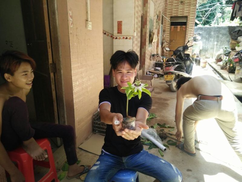 百香果苗黄金百香果