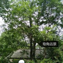 皂角树18~20cm20cm以上4米以上