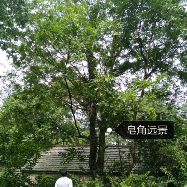 皂角树18~20cm20cm以上4米以上