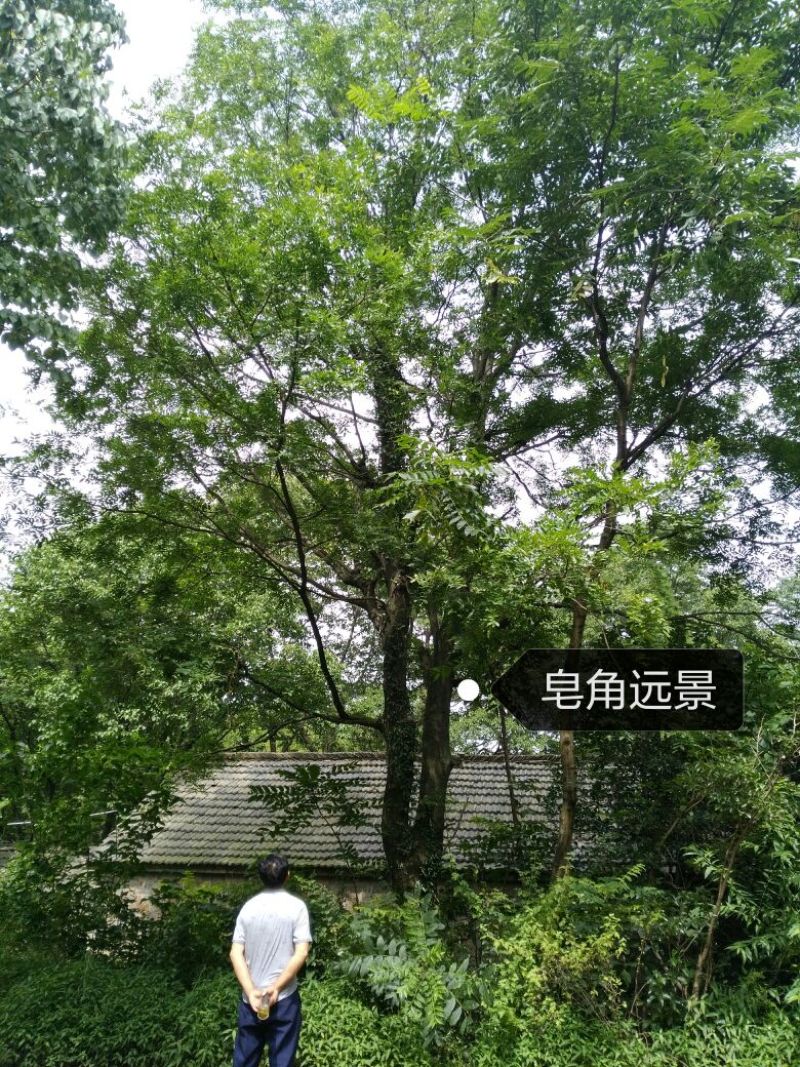 皂角树18~20cm20cm以上4米以上