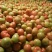 产地直销硬粉西红柿弧三以上硬粉大量上市需要联系