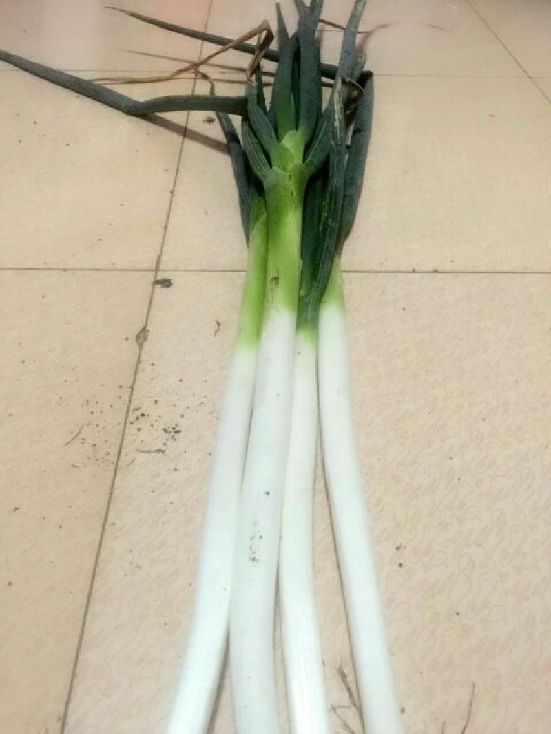 长白大葱40cm以上毛葱3cm左右