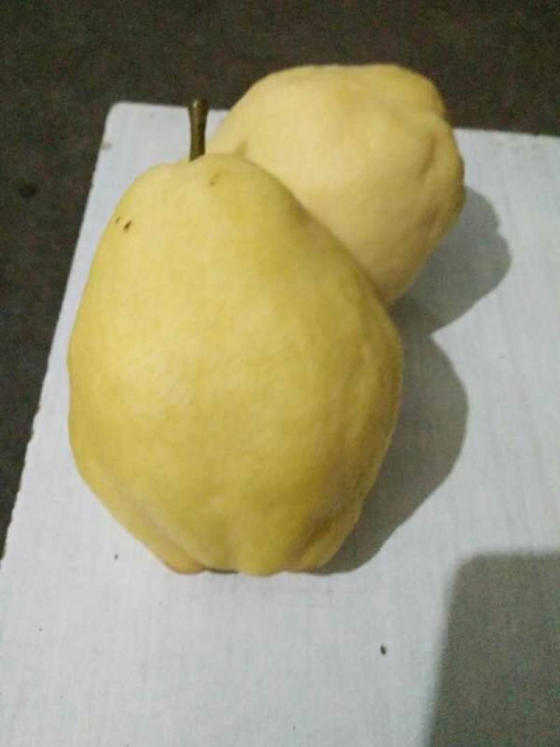 香蕉梨300~350g纸袋