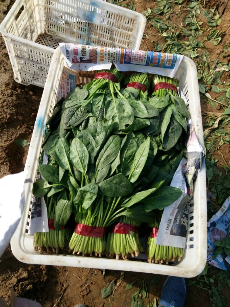 大叶菠菜20~25厘米