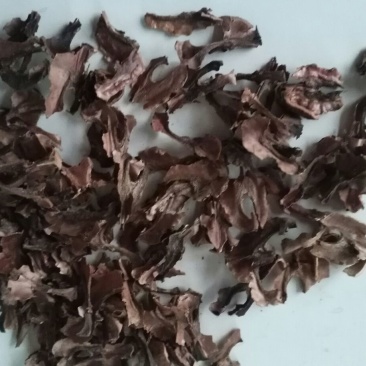 分心木