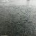 池鲤鱼食用1~2公斤