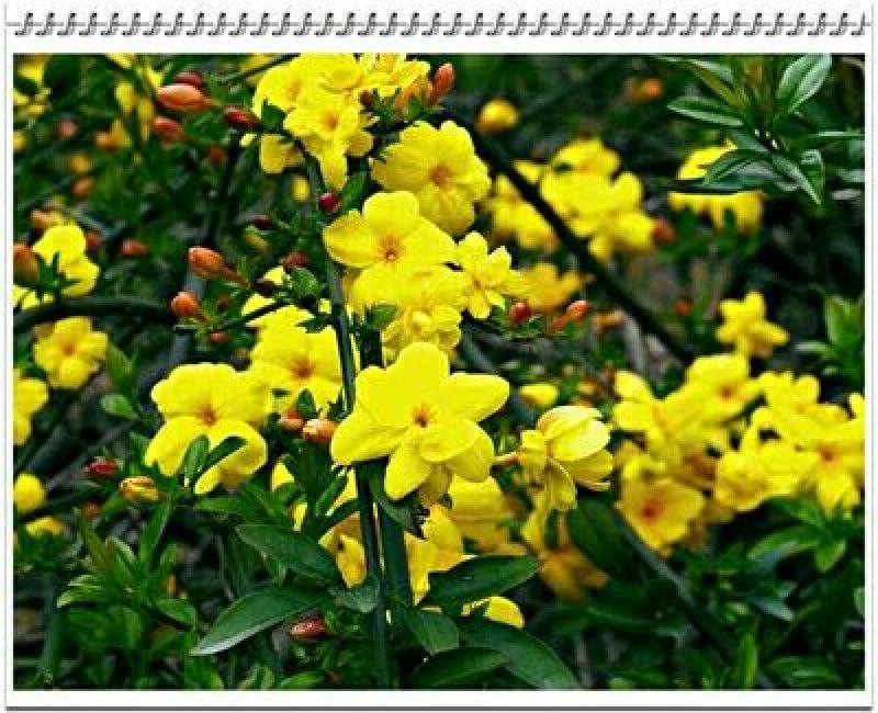 迎春花1~1.5米