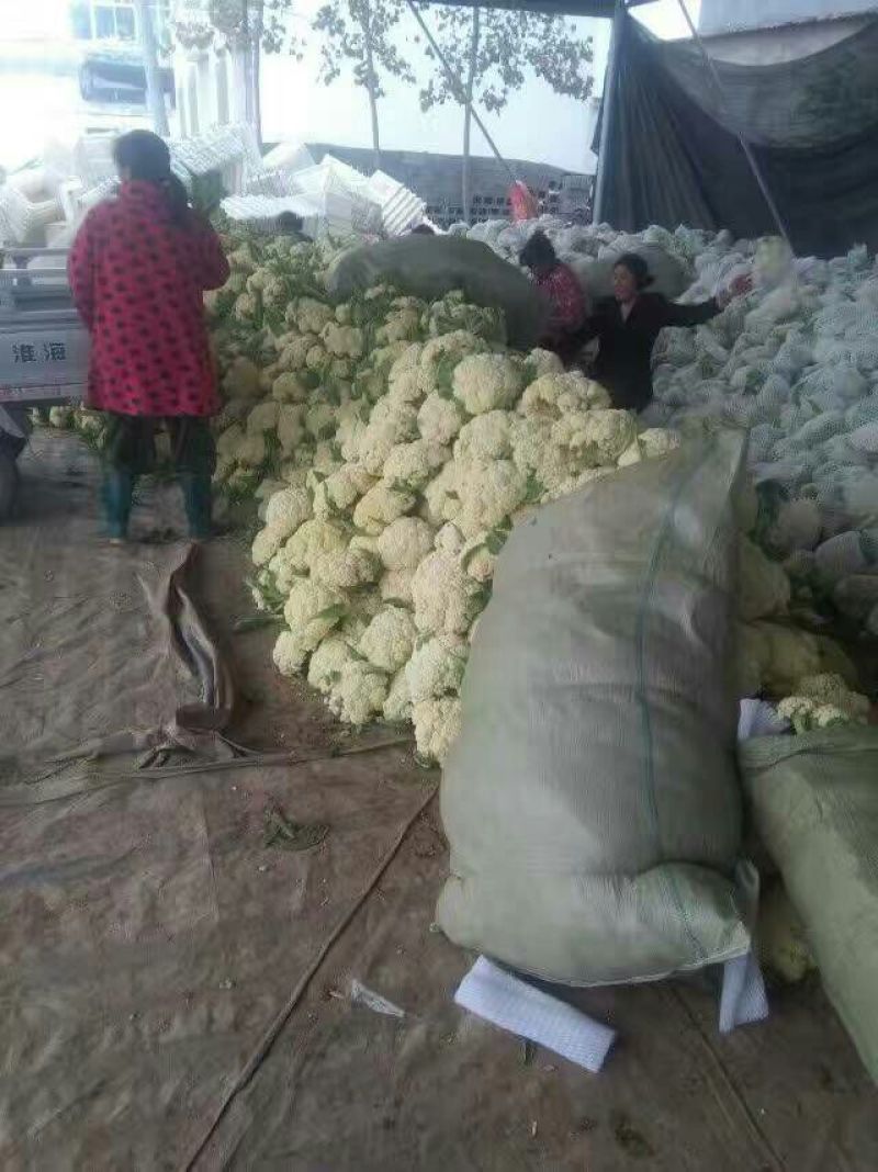 【菜花】河北菜花有机花菜白面青梗产地直直销质量保证