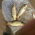 鲤鱼食用2~3公斤