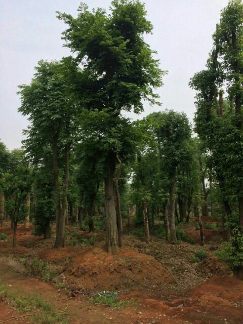 大量供应，15-40公分单杆，40-100公分丛生朴树