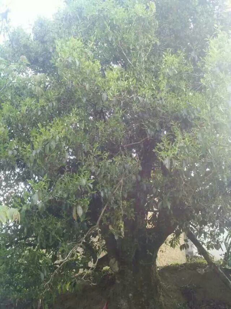 古树茶特级