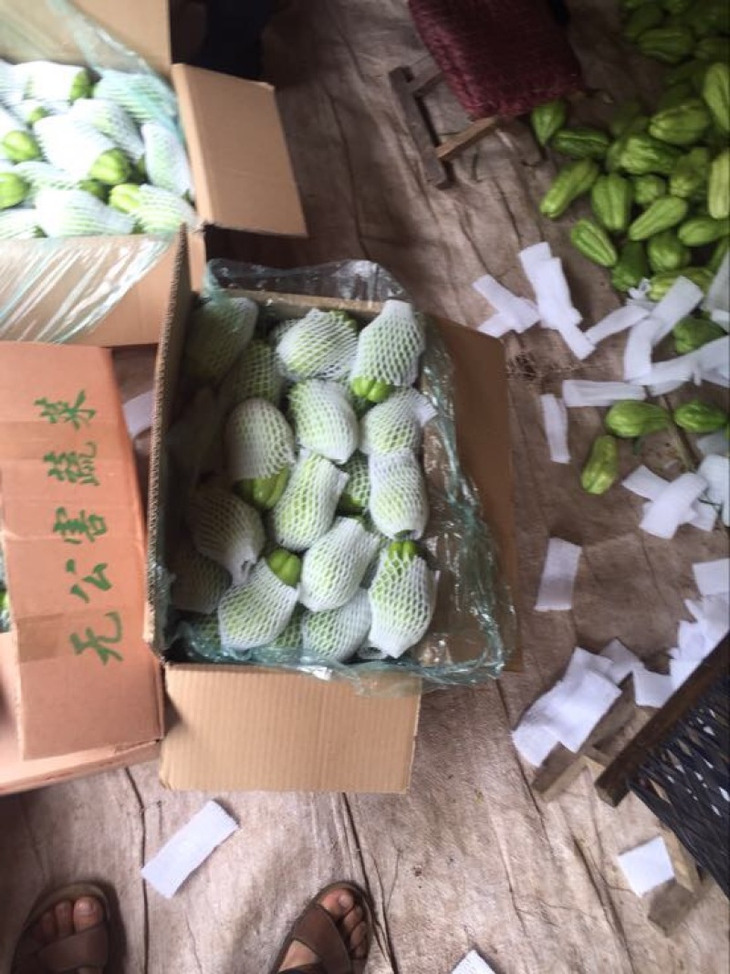 佛手瓜，优质山东货源精品，网套加泡沫箱等