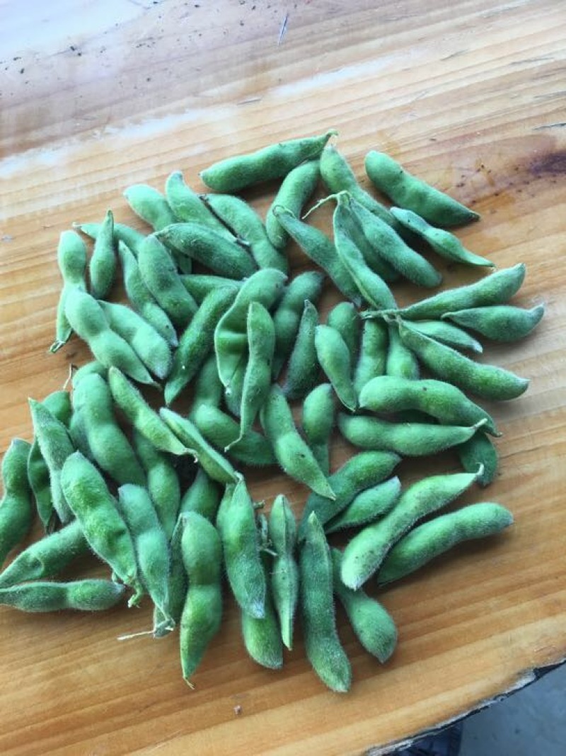 优质青毛豆大量上市中，确保质量，欢迎新老客户前来选购