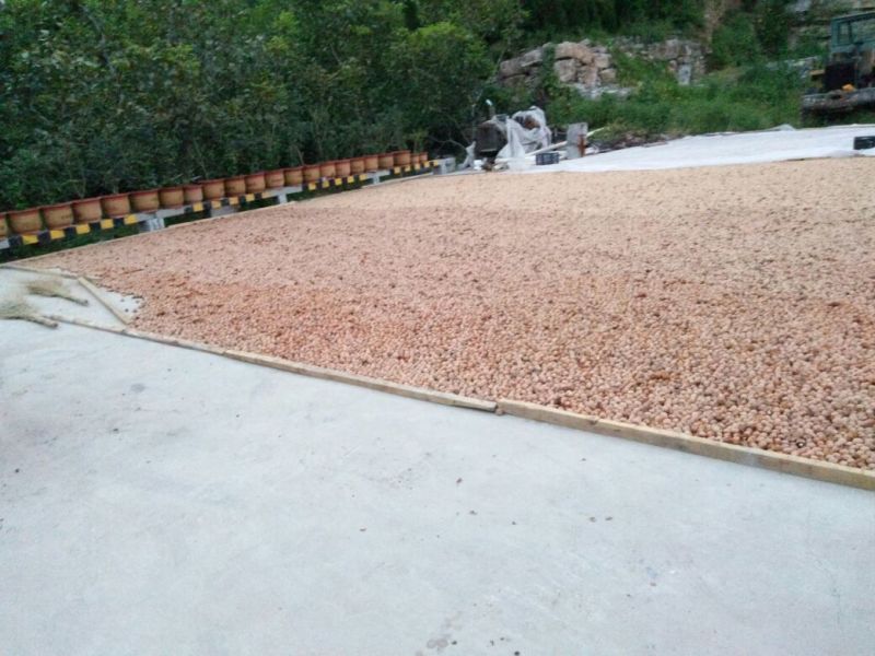 薄皮核桃去皮干