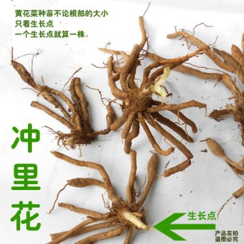 黄花菜种苗--冲里花