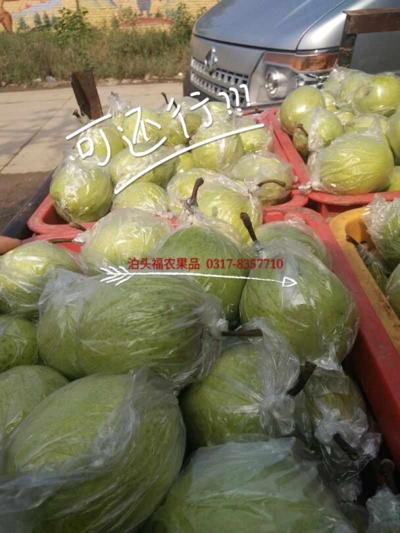 鸭梨200~250g膜袋