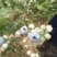 蓝莓8~10mm以上