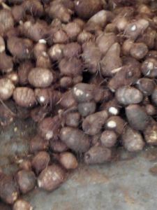 毛芋头山东安丘市