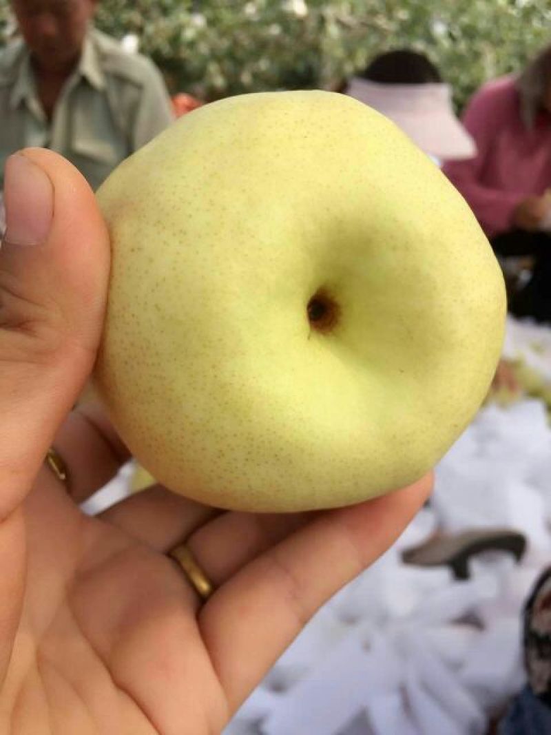 酥梨200~250g纸箱