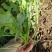 荠菜10cm以上