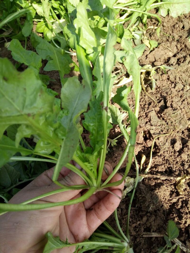 荠菜10cm以上