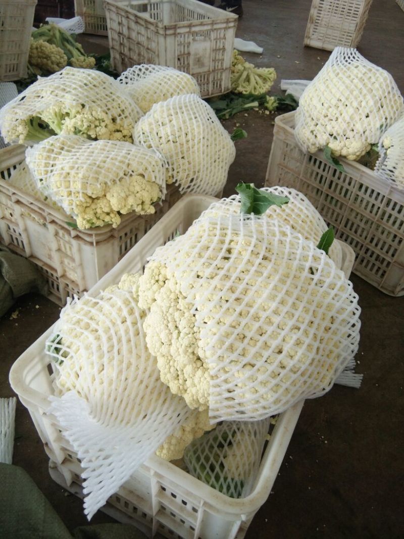 白花菜散装