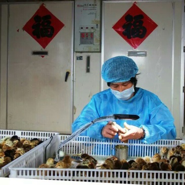 土鸡苗1斤以下