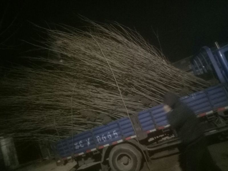 柿子树苗100~150cm苗木品种齐全品质保障